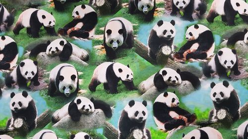 Digitale print Panda Team 259